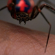 Illustration for article titled Spider Evolution Should Make You Even More Terrified Of Spiders
